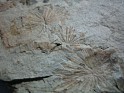 Annularia Stellata  Spain. Uploaded by Granotius